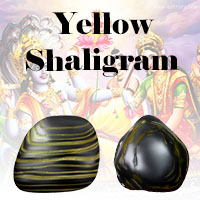 Yellow Shaligrams